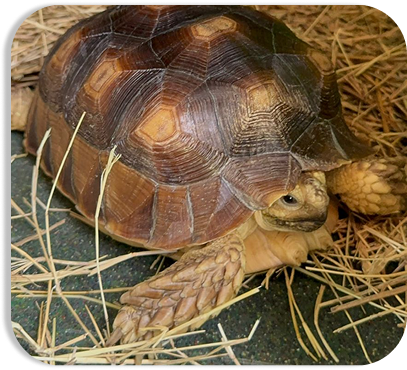 Textura de reptil